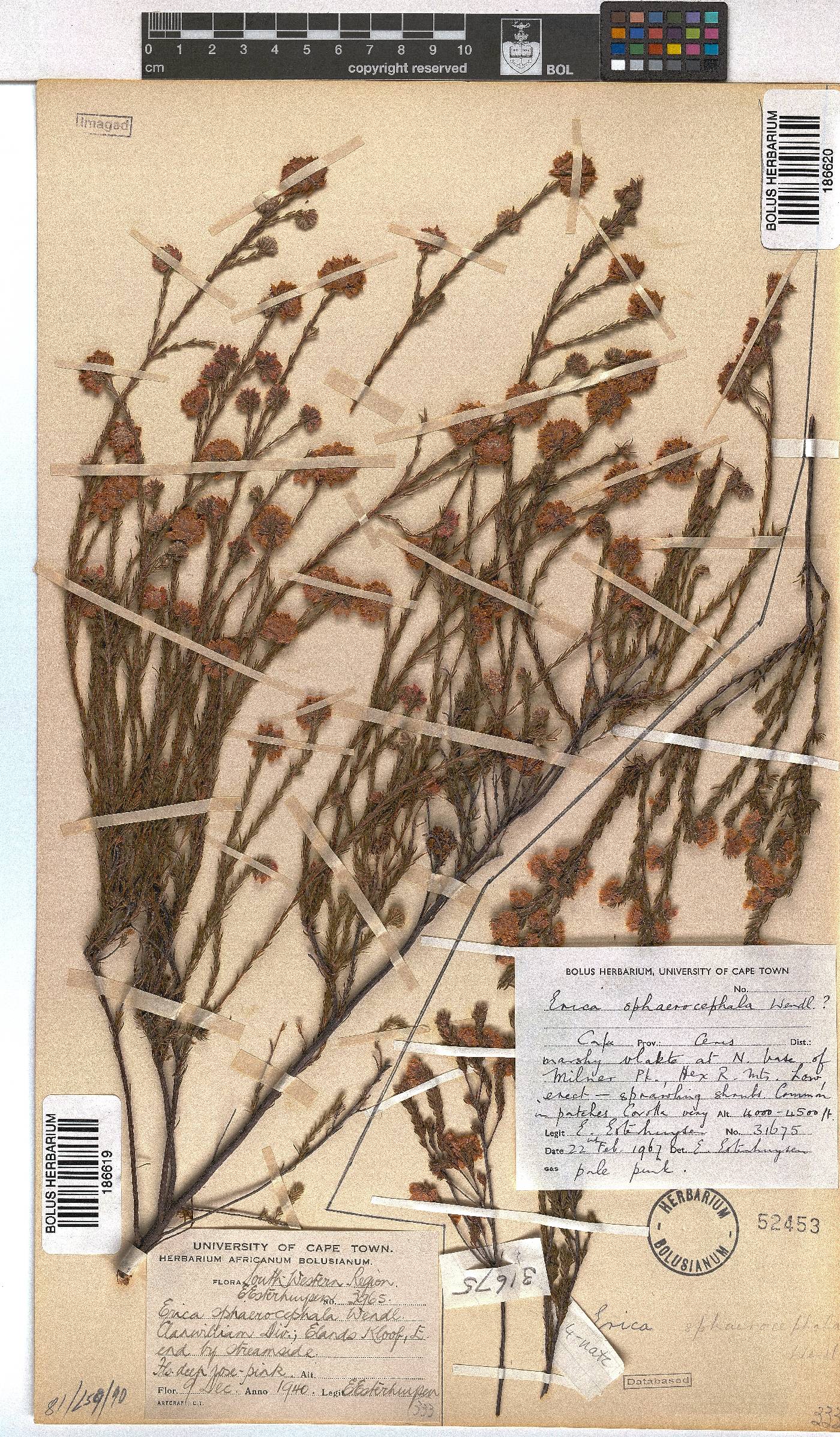 Erica sphaerocephala image