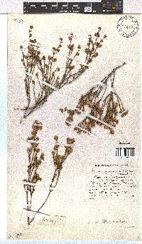 Erica sphaerocephala image