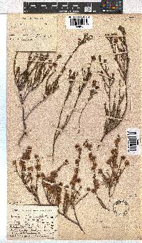 Erica sphaerocephala image