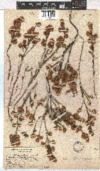 Erica sphaerocephala image