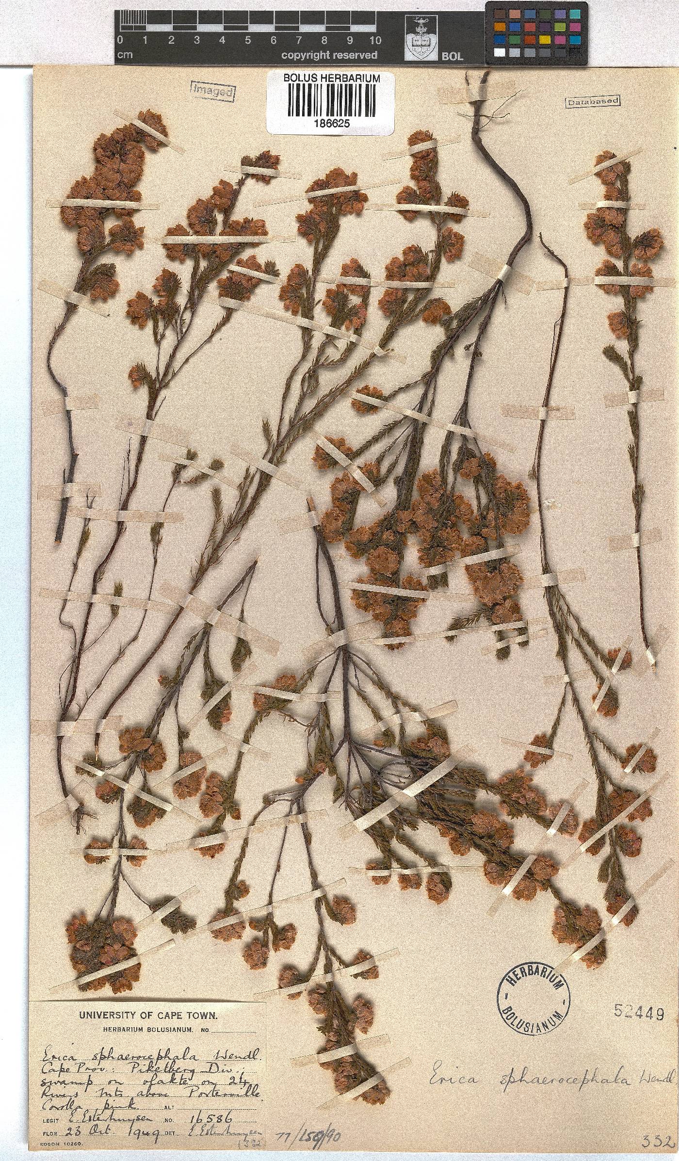 Erica sphaerocephala image