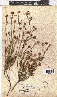 Erica sphaerocephala image