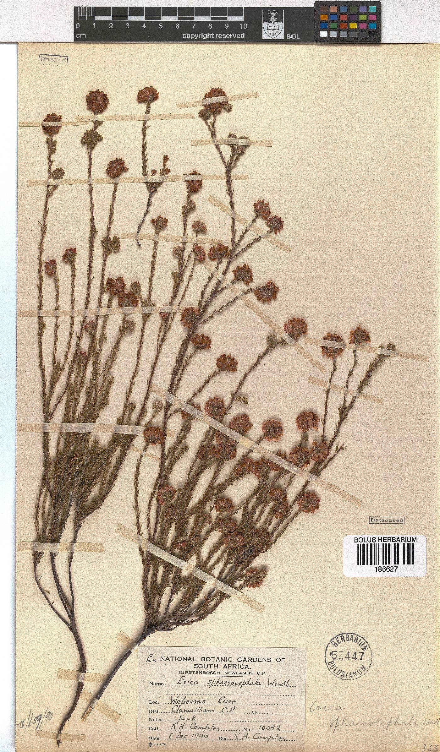 Erica sphaerocephala image