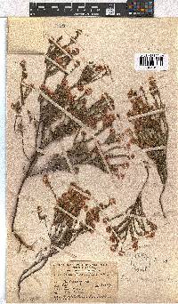 Erica sphaerocephala image