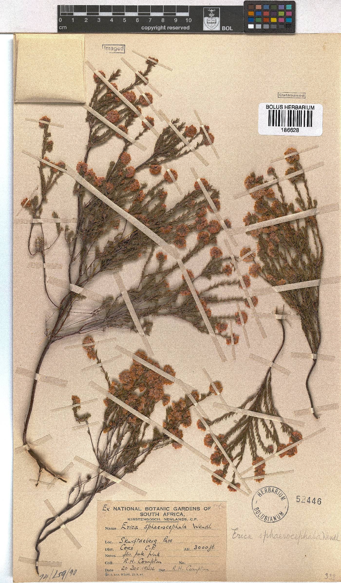 Erica sphaerocephala image