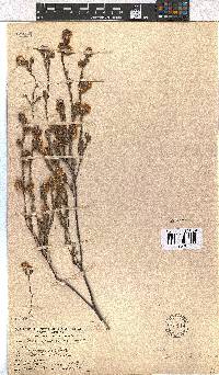 Erica sphaerocephala image