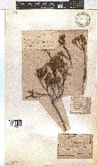 Erica sphaerocephala image