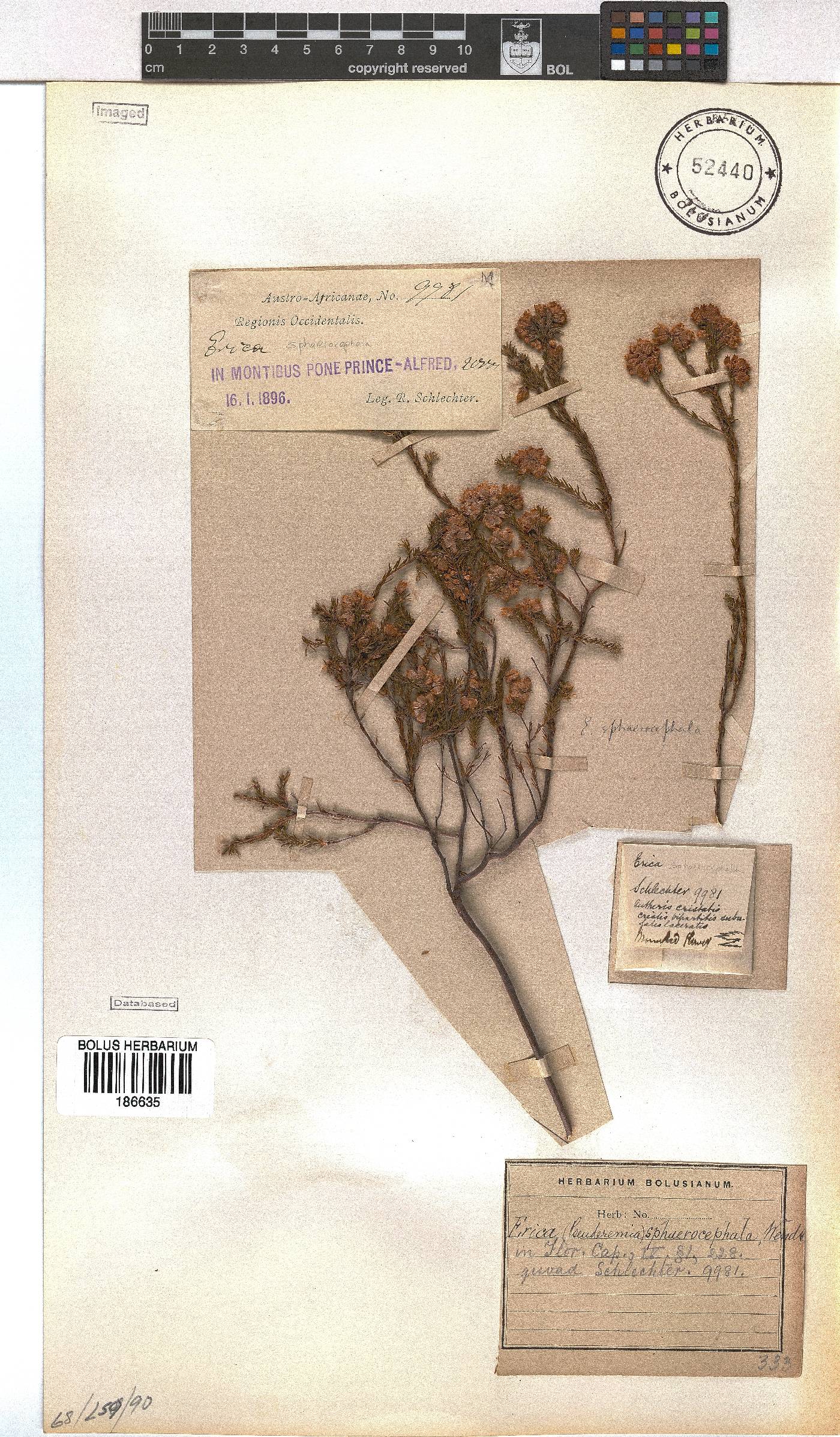 Erica sphaerocephala image