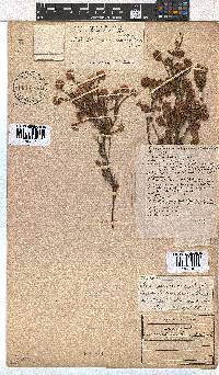 Erica sphaerocephala image