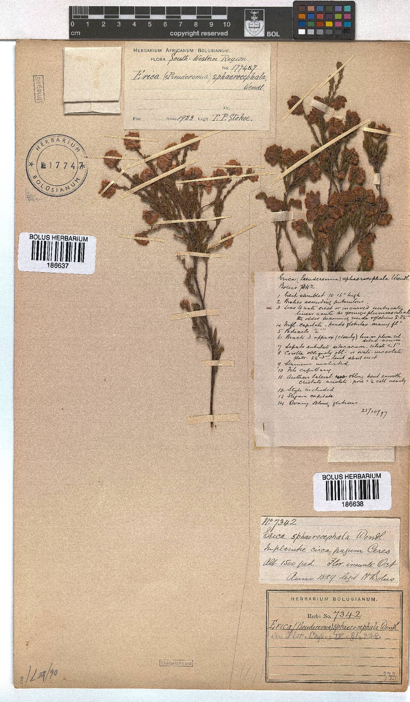 Erica sphaerocephala image