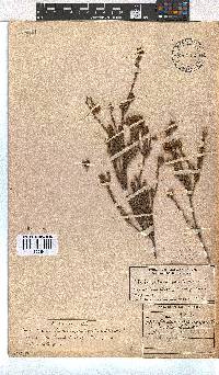 Erica sphaerocephala image