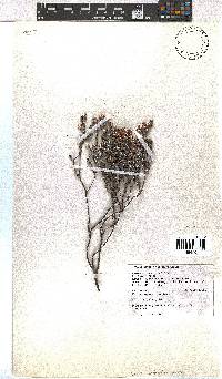 Erica setulosa image