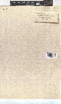 Erica setulosa image