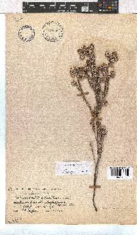 Erica setulosa image