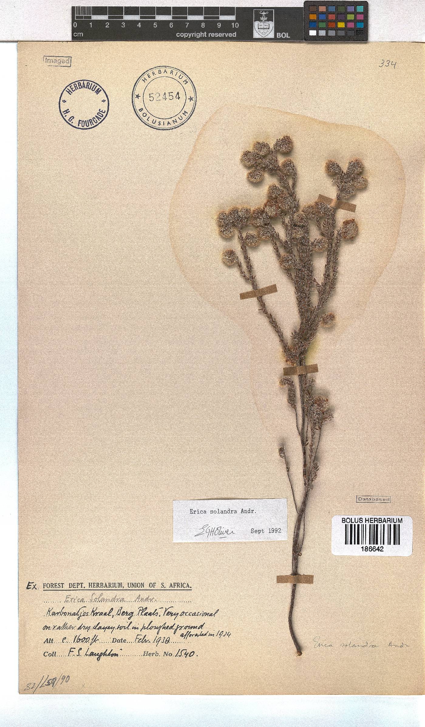 Erica setulosa image