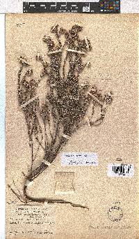 Erica setulosa image