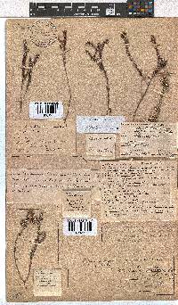 Erica setulosa image