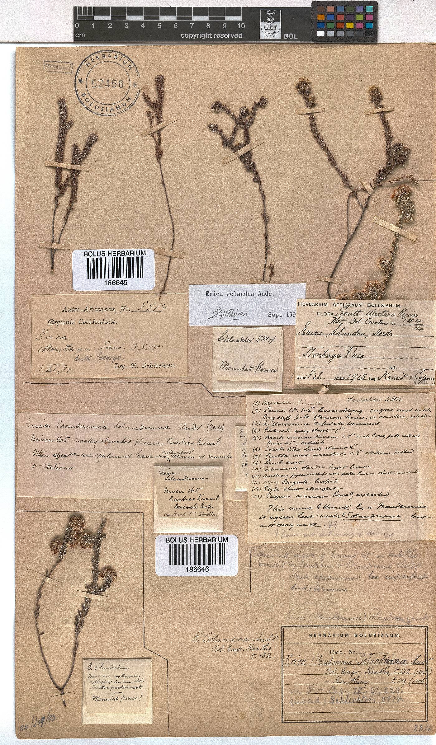 Erica setulosa image