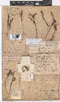 Erica setulosa image