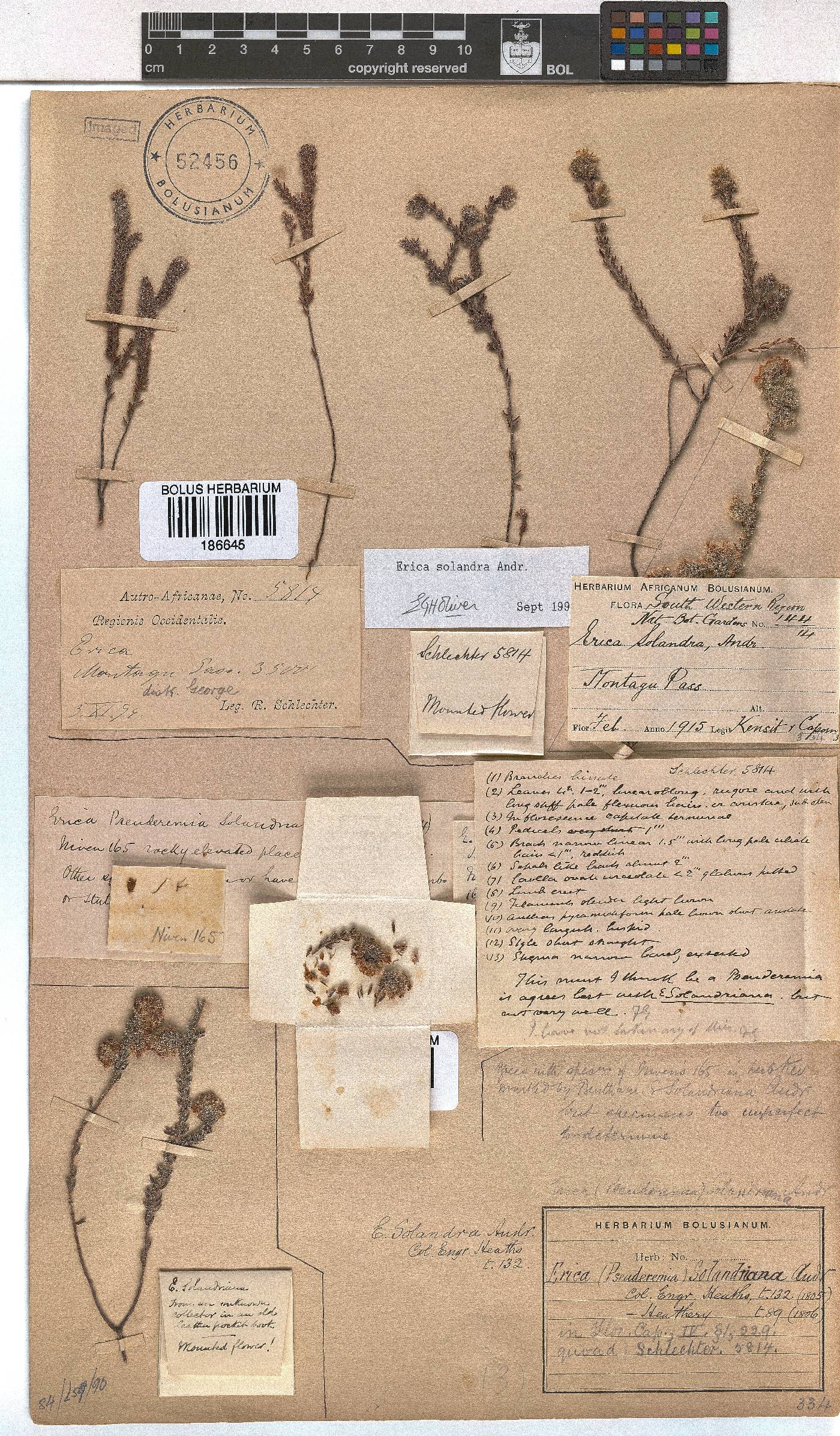 Erica setulosa image