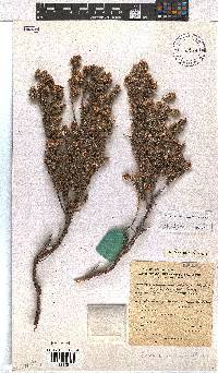 Erica johnstoniana image
