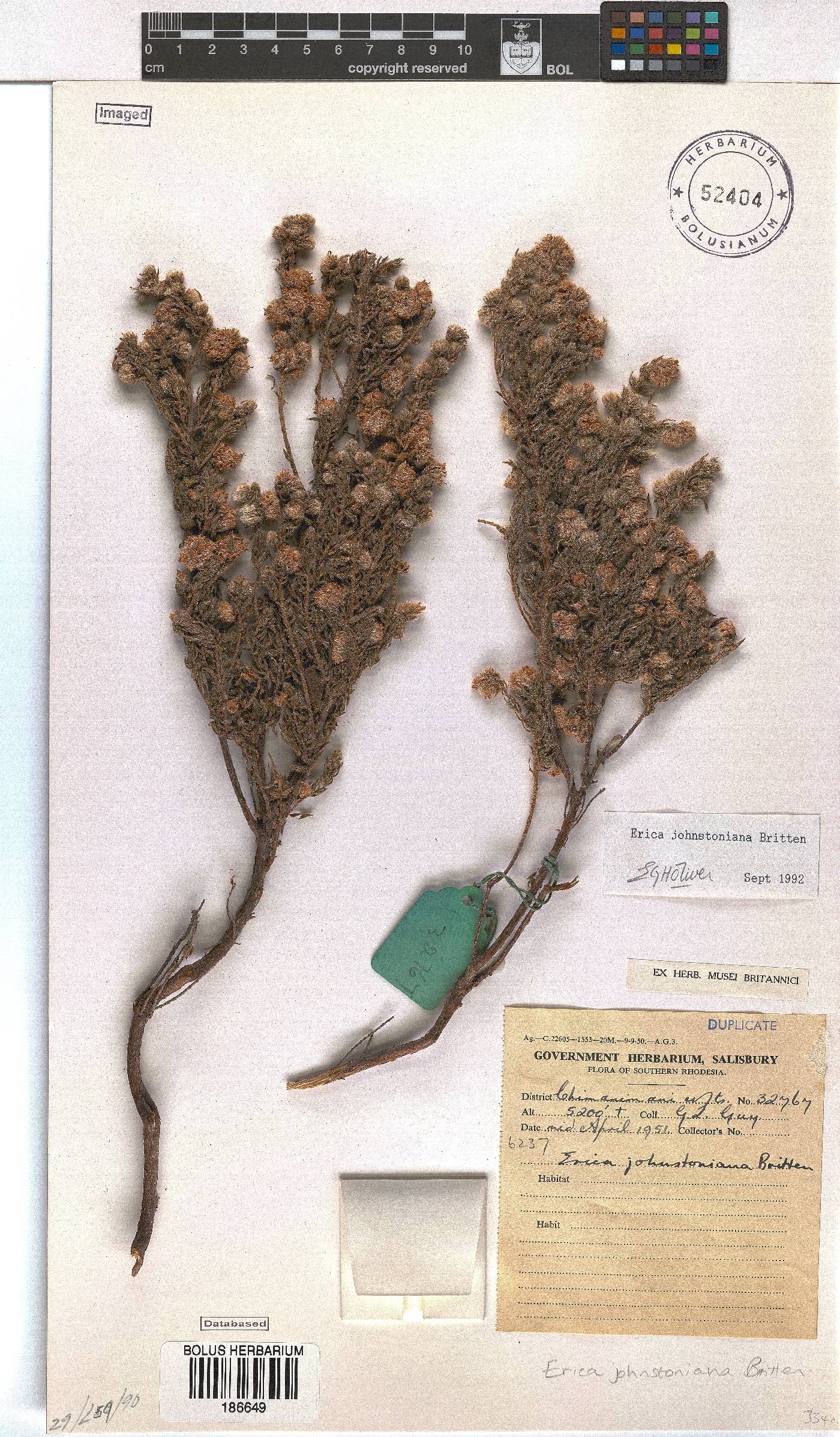 Erica johnstoniana image