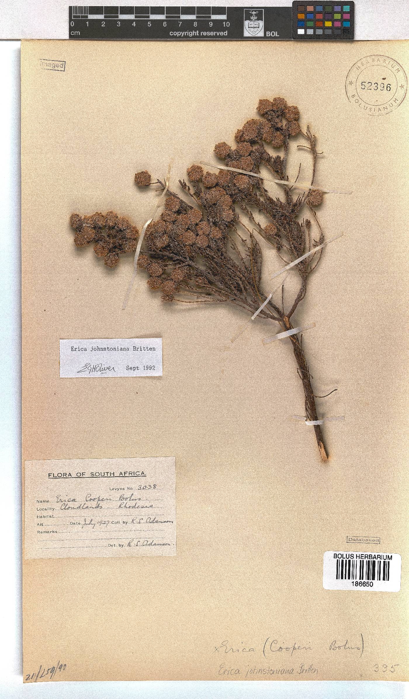 Erica johnstoniana image