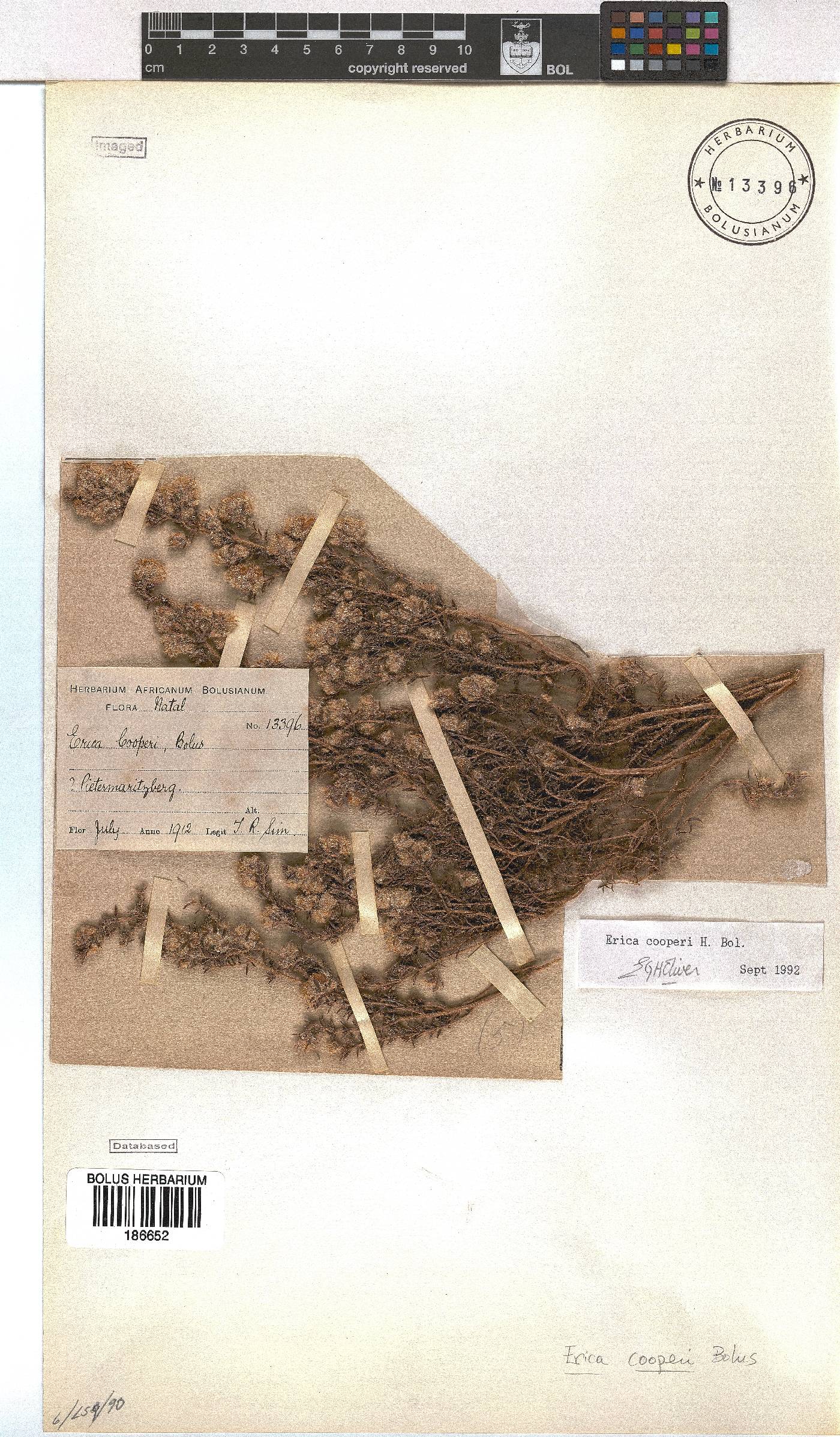 Erica cooperi var. cooperi image