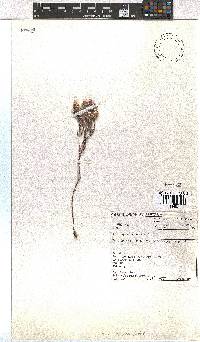 Erica cooperi var. cooperi image