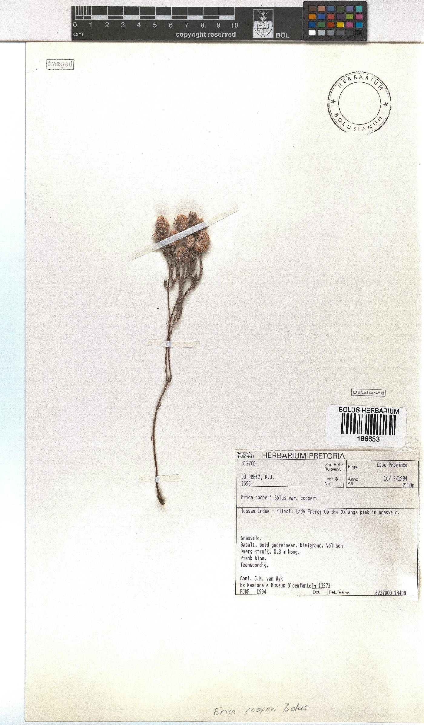 Erica cooperi var. cooperi image