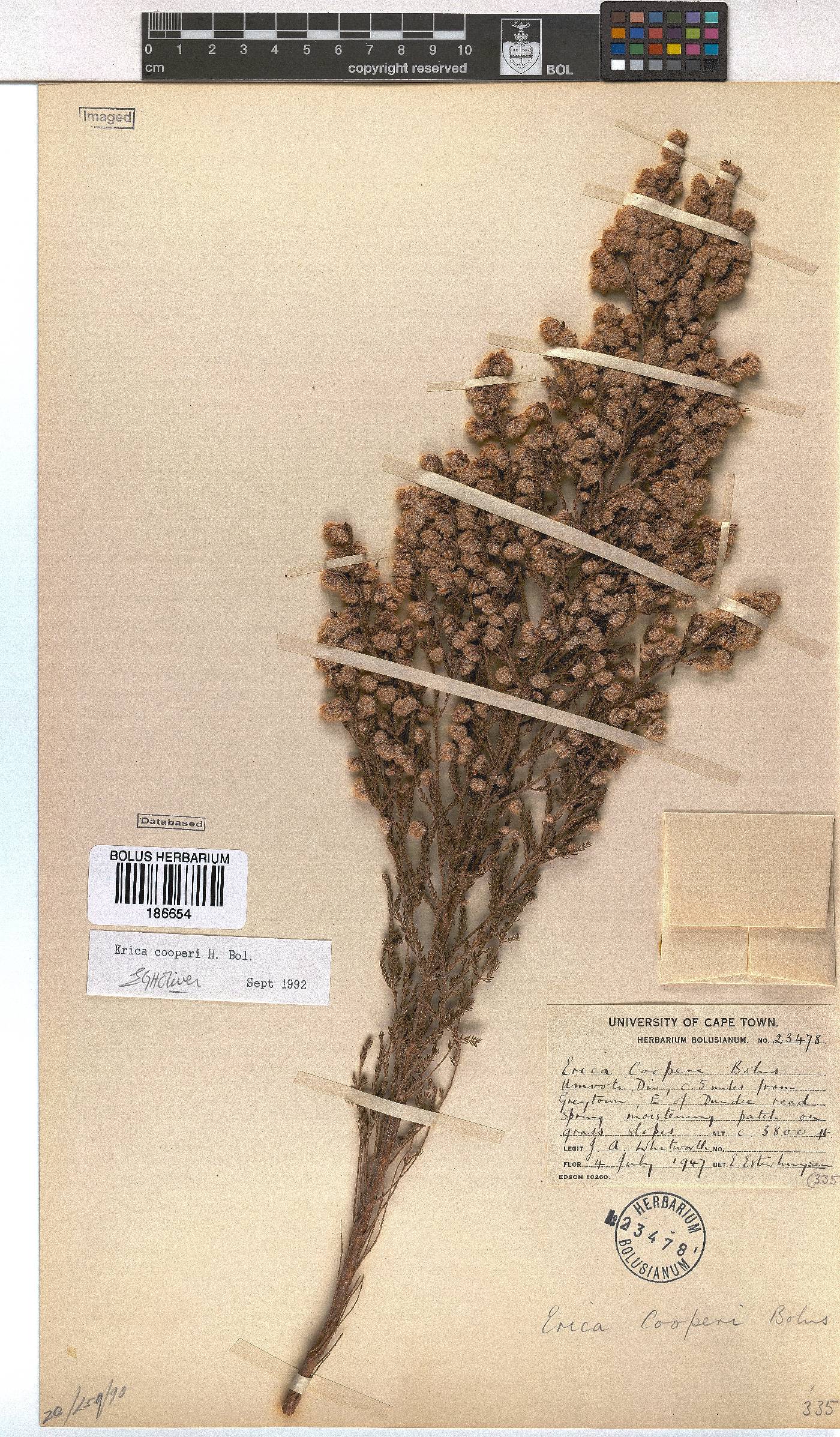 Erica cooperi var. cooperi image