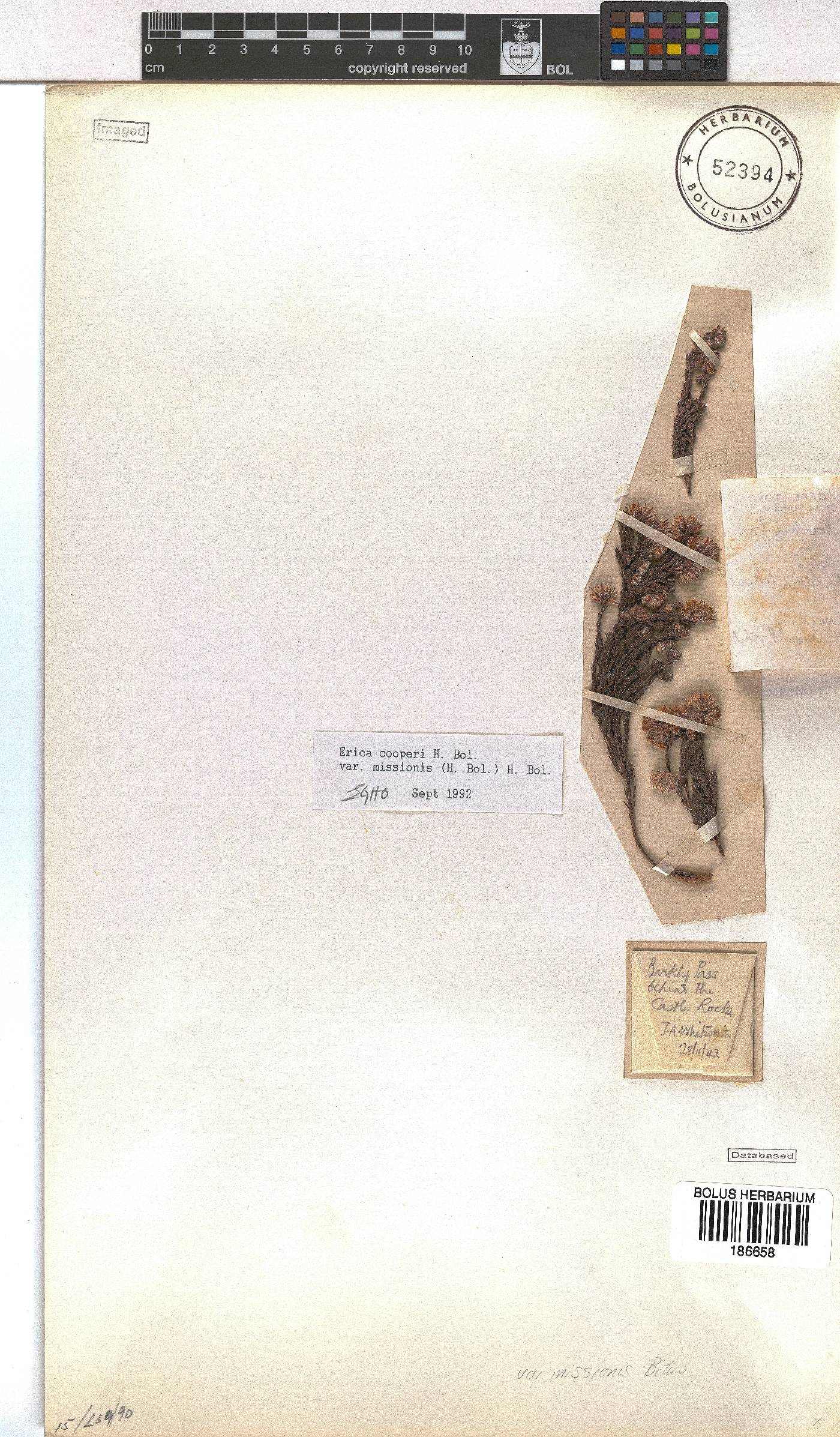 Erica cooperi var. missionis image