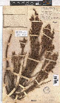 Erica cooperi var. cooperi image