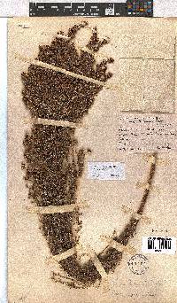 Erica cooperi var. cooperi image