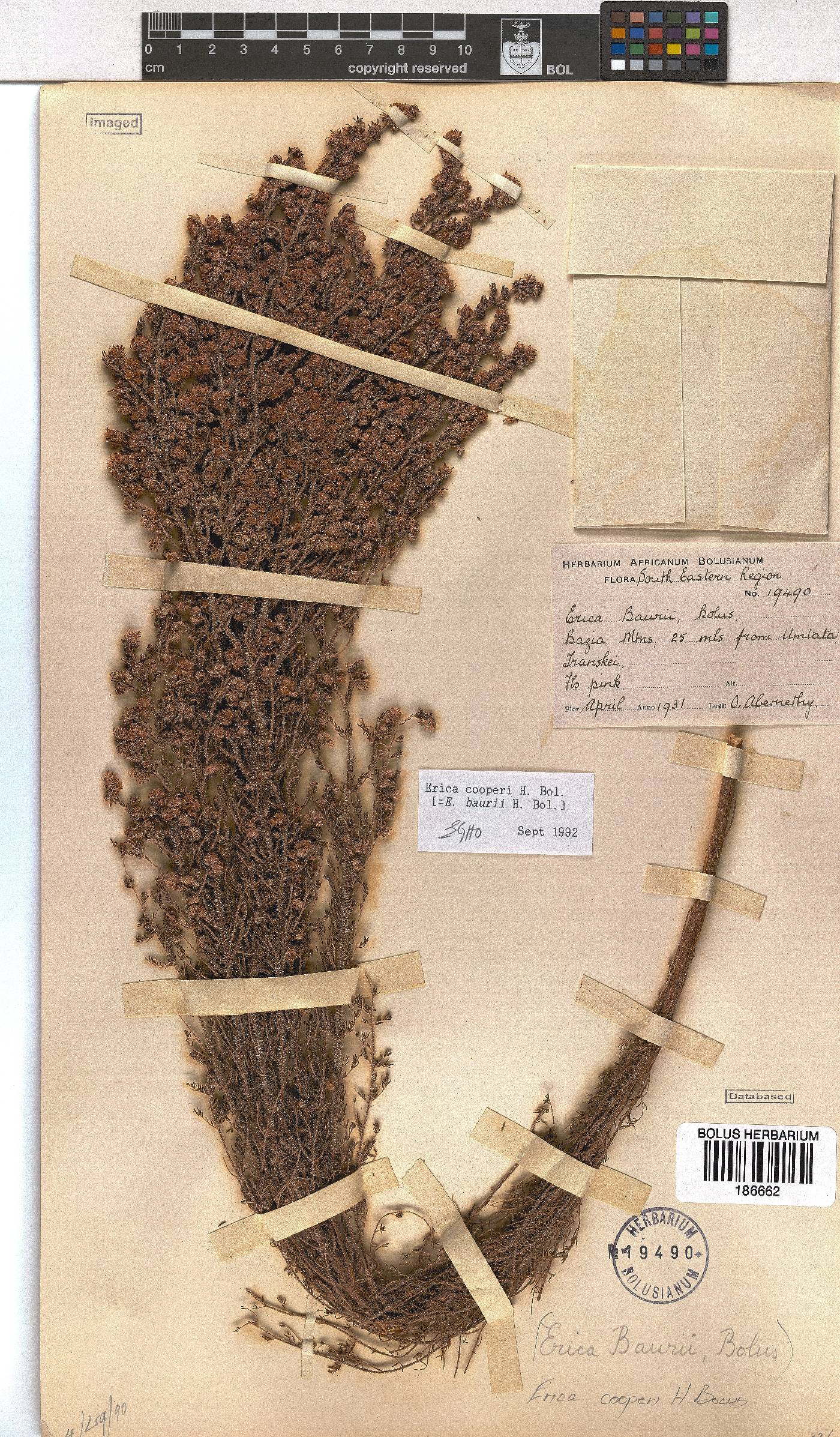 Erica cooperi var. cooperi image