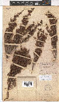 Erica cooperi var. cooperi image