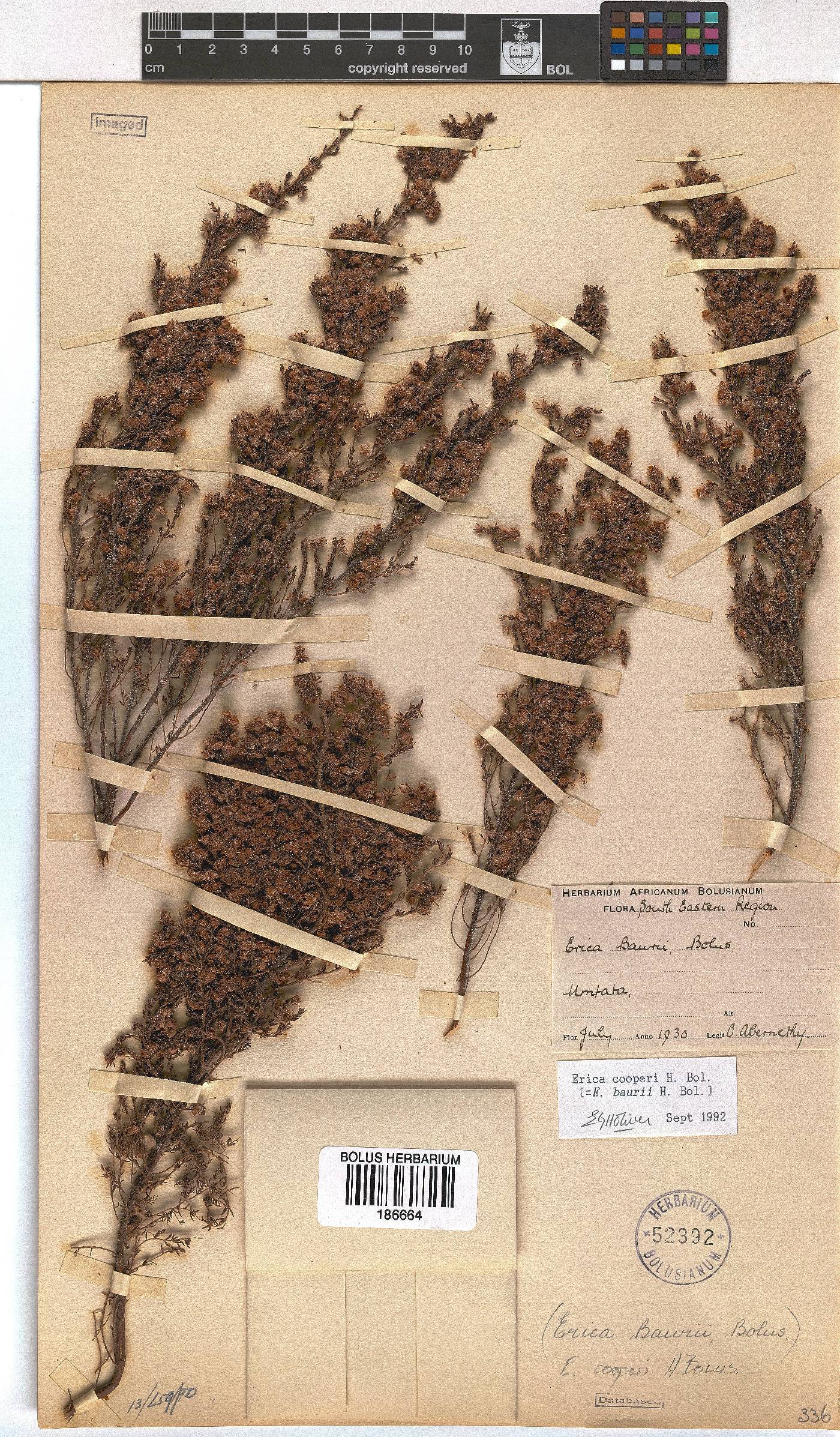 Erica cooperi var. cooperi image