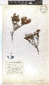 Erica orculiflora image