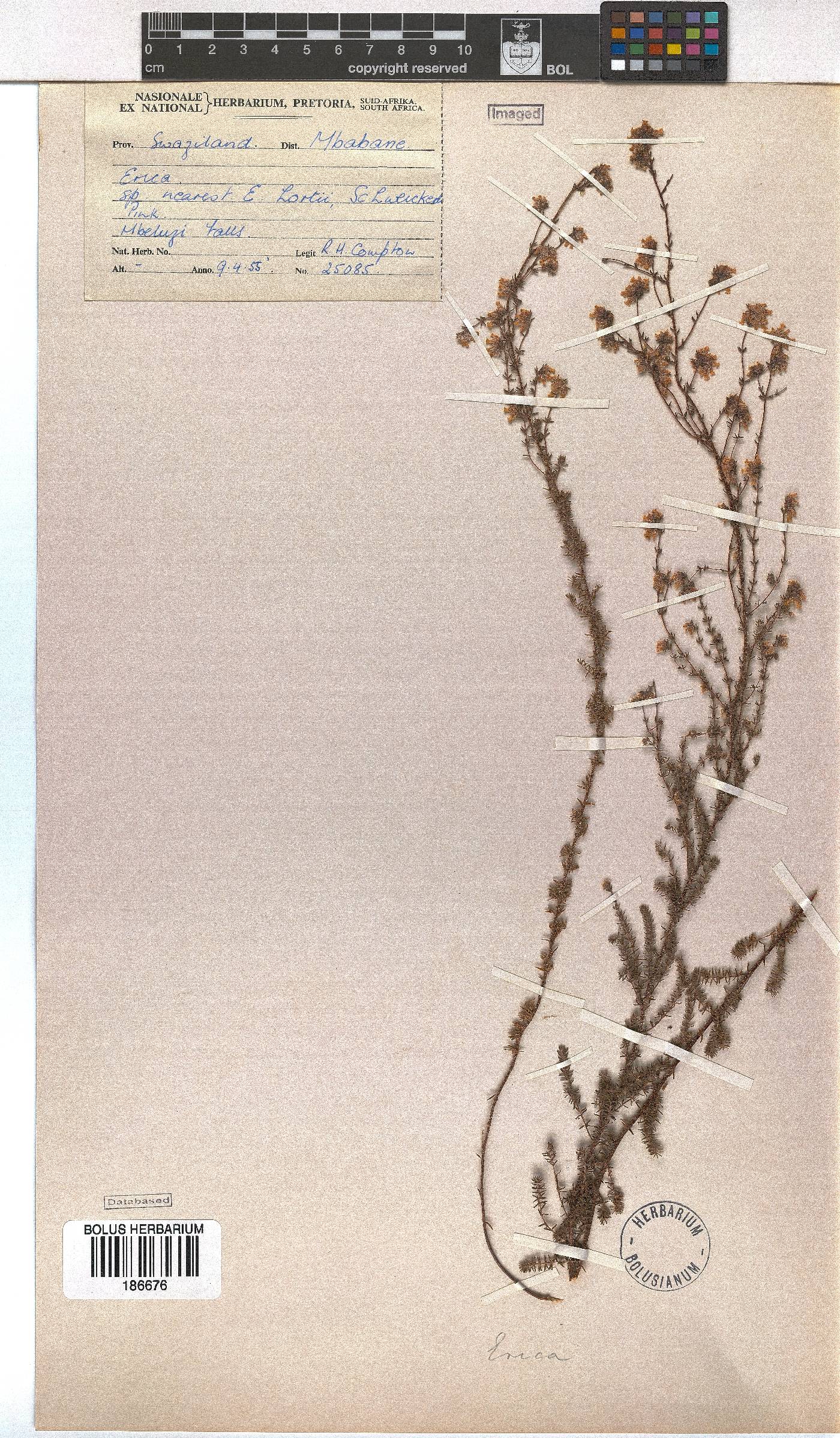 Erica holtii image