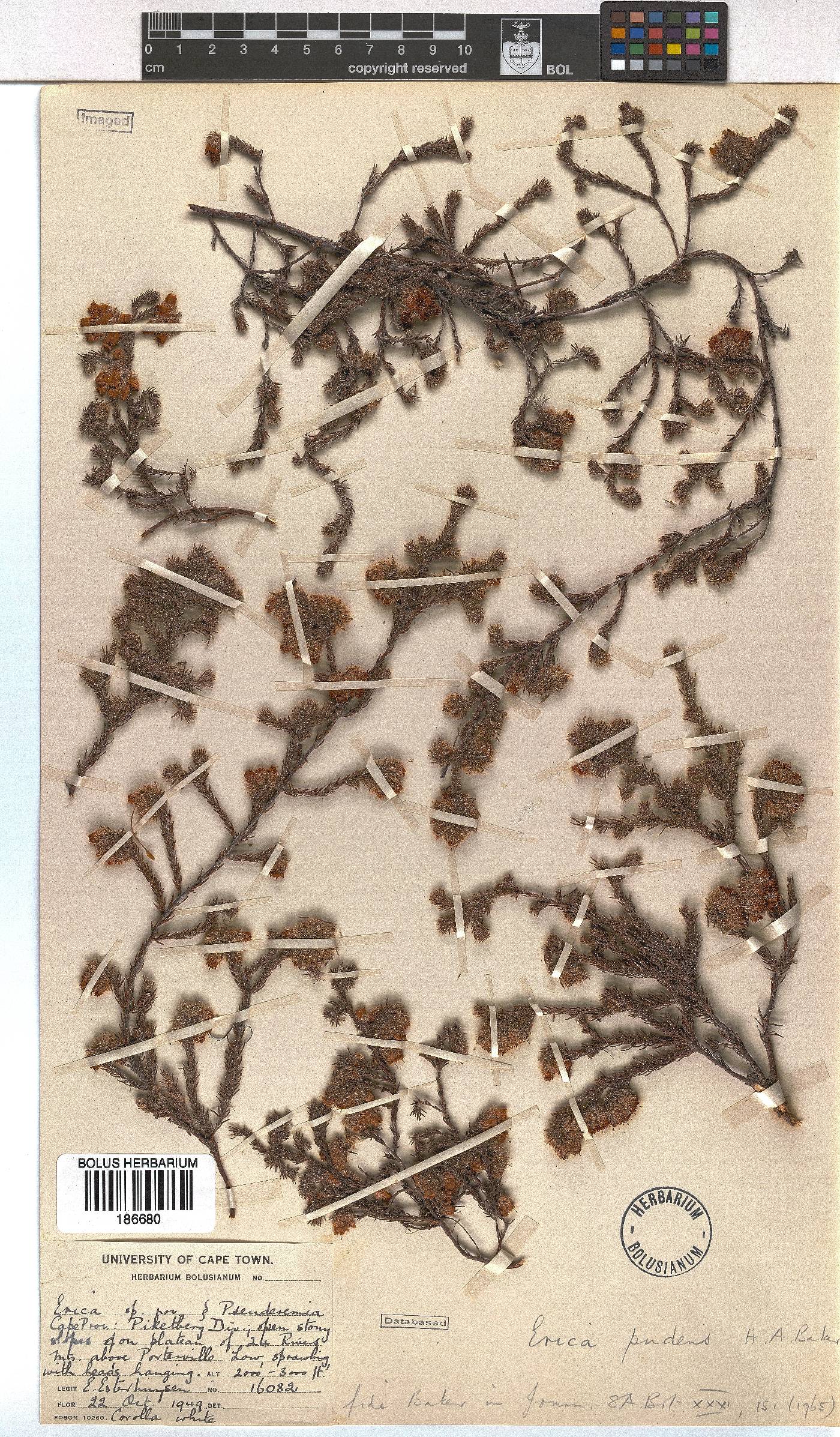 Erica pudens image