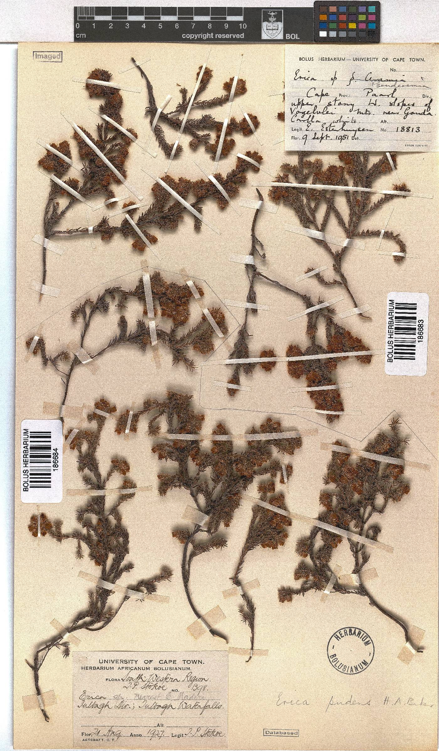 Erica pudens image