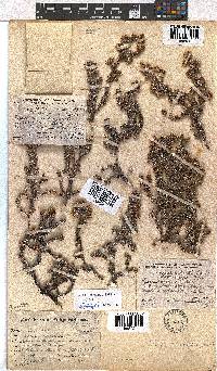 Erica reenensis image