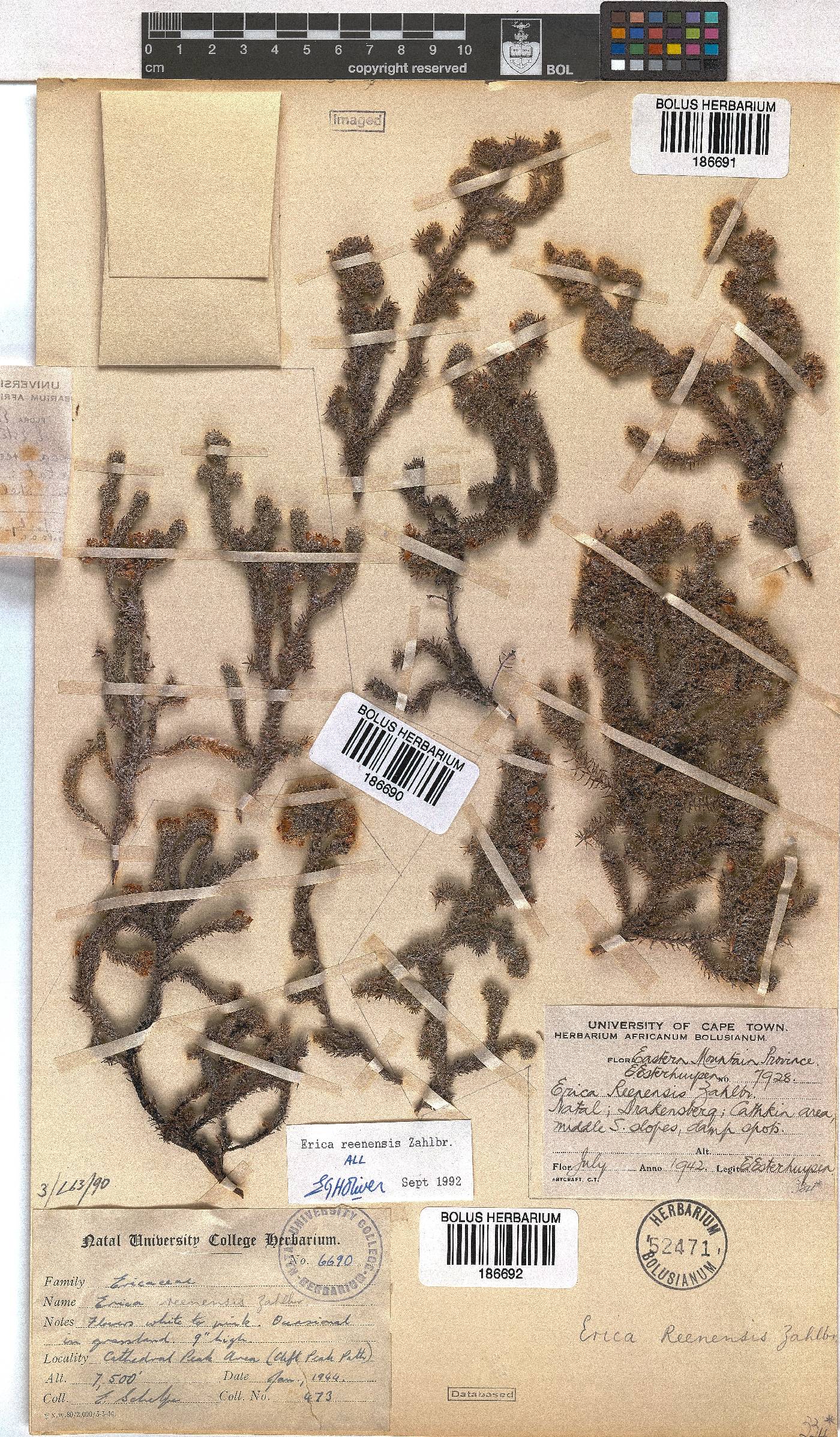 Erica reenensis image