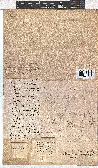 Erica bruniifolia image