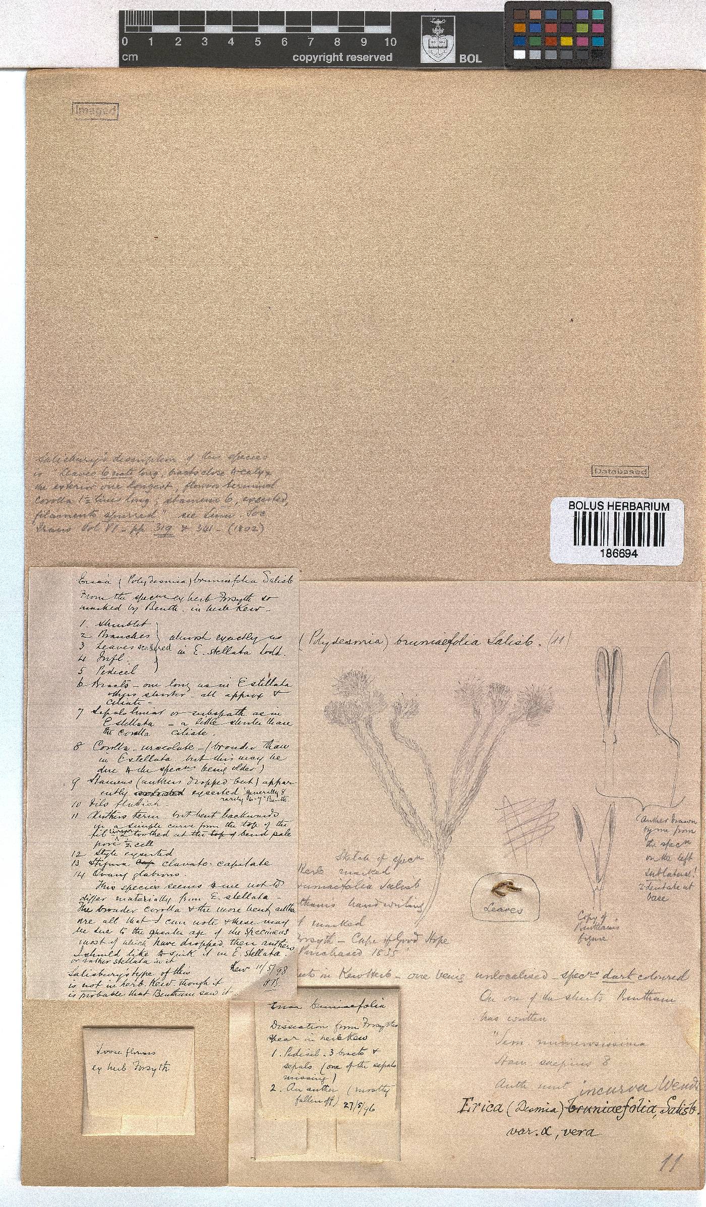 Erica bruniifolia image