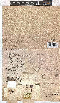 Erica bruniifolia image