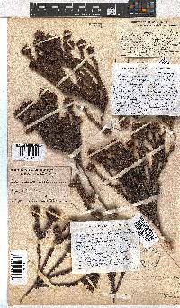 Erica bruniifolia var. barbigera image