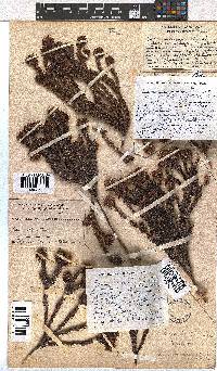 Erica bruniifolia var. barbigera image