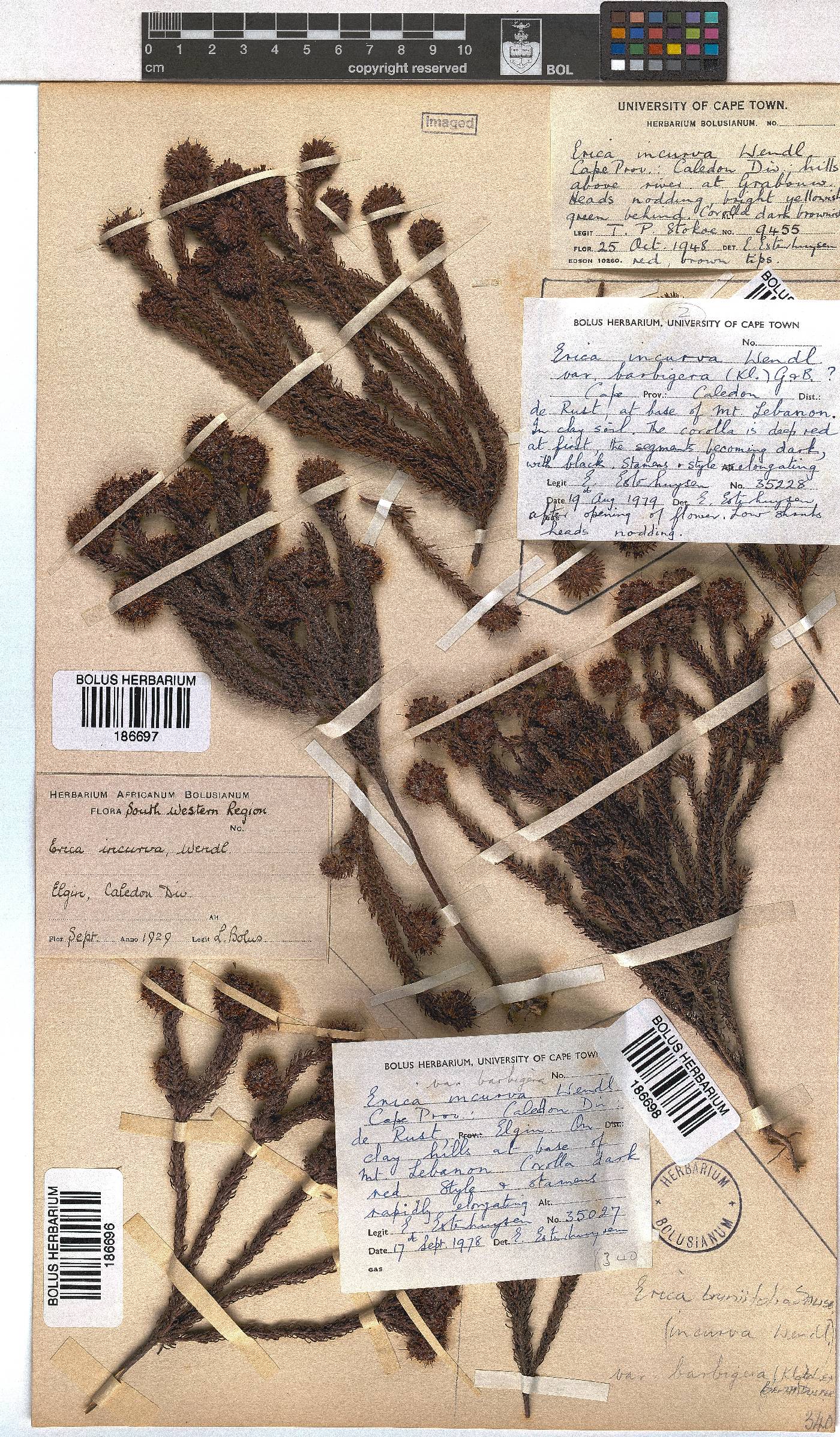 Erica bruniifolia var. barbigera image