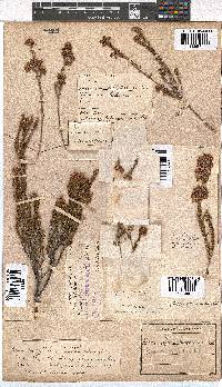 Erica verecunda image